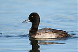 Lesser Scaupborder=